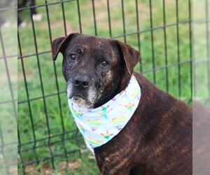 American Staffordshire Terrier-Unknown Mix Dogs for adoption in San Antonio, TX, USA