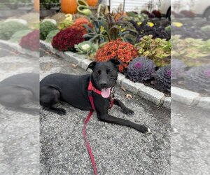 Labrador Retriever-Unknown Mix Dogs for adoption in Brewster, NY, USA