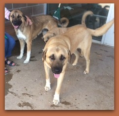 Anatolian Shepherd Dogs for adoption in Pampa, TX, USA