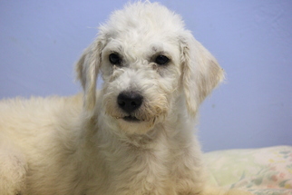 Labradoodle Dogs for adoption in Phoenix , AZ, USA