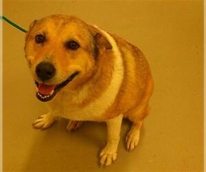 Collie-Unknown Mix Dogs for adoption in Sanford, FL, USA