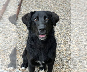 Mutt Dogs for adoption in Manchester, MO, USA