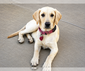 Labrador Retriever Dogs for adoption in Clovis, CA, USA