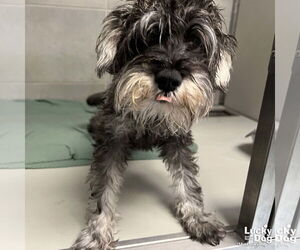 Mutt Dogs for adoption in Washington, DC, USA