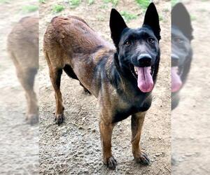 Mutt Dogs for adoption in Riverside, CA, USA