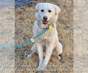 Golden Retriever-Unknown Mix Dogs for adoption in Agoura Hills, CA, USA