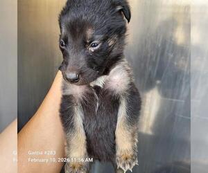 German Shepherd Dog Dogs for adoption in San Antonio, TX, USA