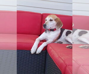 Mutt Dogs for adoption in Myrtle Beach, SC, USA