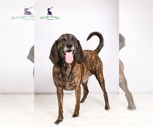 Plott Hound Dogs for adoption in Crystal , MN, USA