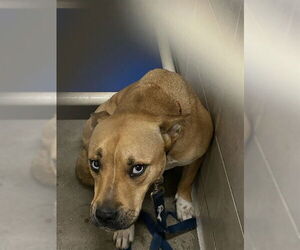 Siberian Husky-Unknown Mix Dogs for adoption in Stockton, CA, USA