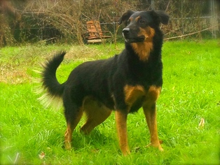 Small Border Collie Mix