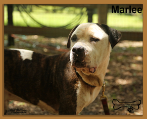 American Bulldog Dogs for adoption in Sarasota, FL, USA