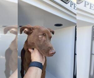 Labrador Retriever Dogs for adoption in Houston, TX, USA