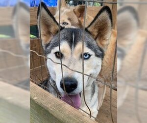 Siberian Husky Dogs for adoption in Mount Airy, NC, USA