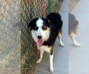 Border-Aussie Dogs for adoption in Gilbert, AZ, USA
