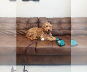 Poodle (Standard)-Unknown Mix Dogs for adoption in Mt. Gilead, OH, USA