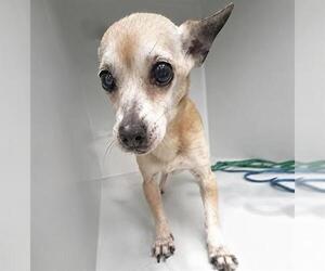 Chihuahua Dogs for adoption in Houston, TX, USA