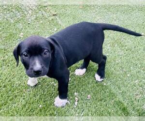 Labrador Retriever-Unknown Mix Dogs for adoption in Toronto, Ontario, Canada