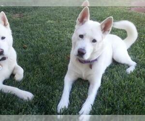 Akita Dogs for adoption in Golden Valley, AZ, USA