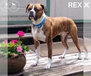 Boxer Dogs for adoption in Battle Ground, WA, USA