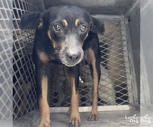 Beagle-Chihuahua Mix Dogs for adoption in Washington, DC, USA