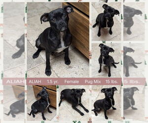 Chug Dogs for adoption in Mesa, AZ, USA