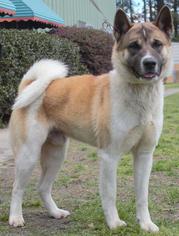 Akita Dogs for adoption in Columbus, GA, USA