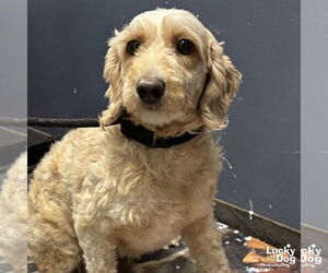 Mutt Dogs for adoption in Washington, DC, USA