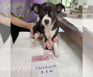 Chihuahua-Unknown Mix Dogs for adoption in Benton, LA, USA