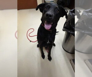Labrador Retriever-Unknown Mix Dogs for adoption in Center Township, PA, USA