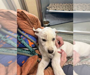 Labsky Dogs for adoption in Lee's Summit, MO, USA