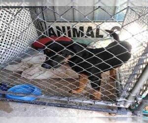 Labrottie Dogs for adoption in Fort Walton Beach, FL, USA