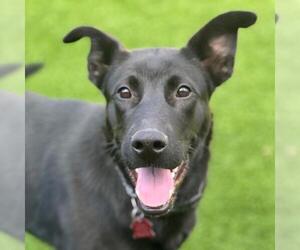 Labrador Retriever-Unknown Mix Dogs for adoption in San Diego, CA, USA
