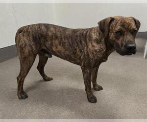 American Pit Bull Terrier-Plott Hound Mix Dogs for adoption in HESPERIA, CA, USA