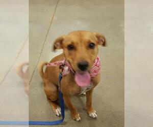 Labrador Retriever-Unknown Mix Dogs for adoption in Acworth, GA, USA