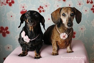 Dachshund Dogs for adoption in Nashville, TN, USA