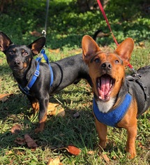 Dorgi Dogs for adoption in Snow Camp, NC, USA
