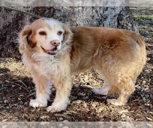 Cocker Spaniel Dogs for adoption in Upland, CA, USA