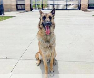 German Shepherd Dog-Unknown Mix Dogs for adoption in Orange, CA, USA