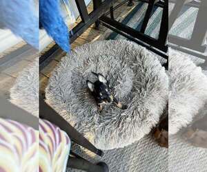 Chihuahua Dogs for adoption in Jackson Township, NJ, USA