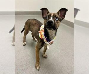 Chihuahua-Unknown Mix Dogs for adoption in San Francisco, CA, USA
