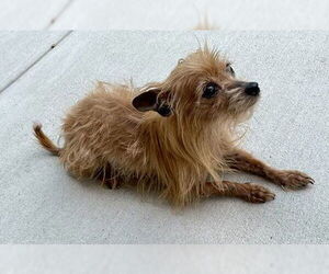 Mutt Dogs for adoption in Spring, TX, USA
