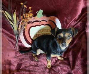 Chiweenie Dogs for adoption in Colton, CA, USA