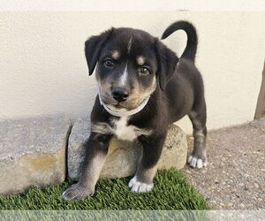 Labrador Retriever-Unknown Mix Dogs for adoption in Mission Viejo, CA, USA