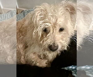 Poodle (Miniature) Dogs for adoption in Boca Raton, FL, USA
