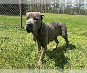 Mutt Dogs for adoption in Grovetown, GA, USA