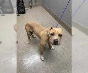 American Pit Bull Terrier-Unknown Mix Dogs for adoption in Las Vegas, NV, USA
