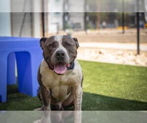 Staffordshire Bull Terrier Dogs for adoption in Chandler, AZ, USA