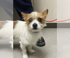 Mutt Dogs for adoption in Las Vegas, NV, USA