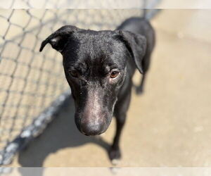 American Pit Bull Terrier-Unknown Mix Dogs for adoption in Tulsa, OK, USA